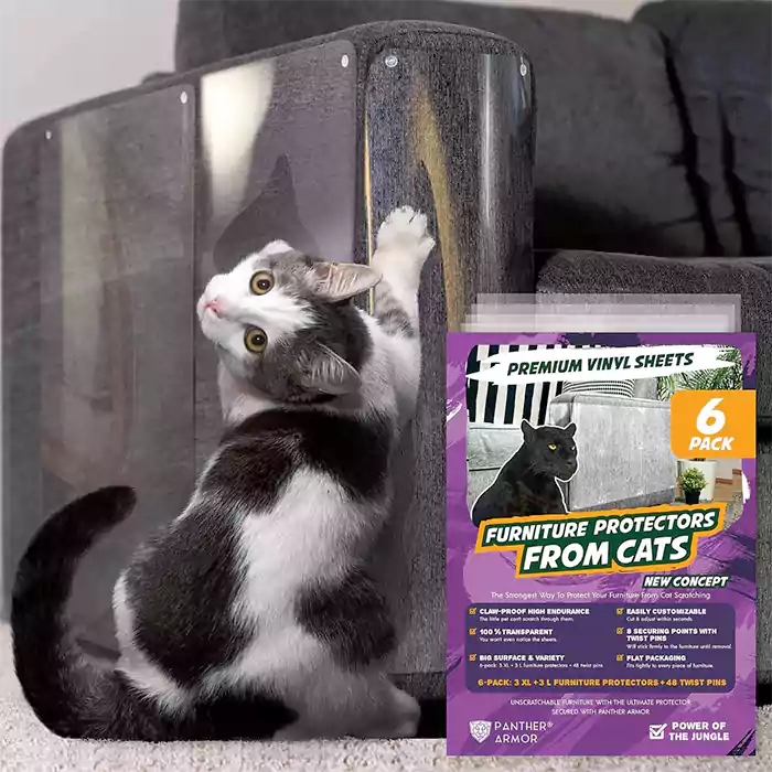 How to protect your sofa from cats scratch
