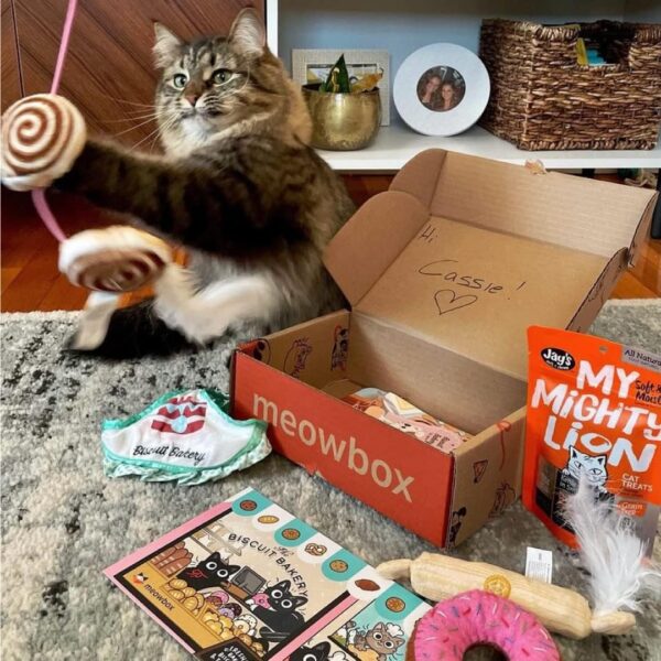 Meowbox, the monthly cat subscription box! Packed with unique toys, healthy treats, and exciting themes, Meowbox keeps cats entertained and happy. Plus, support small businesses and shelters with every meowbox! Cat Supplies. Cat subscription box USA. Cat subscription box Canada.